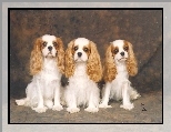 trzy, Cavalier King Charles spaniel